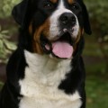 SENNENHUND ROSSII MAGNAT