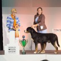 SENNENHUND ROSSII EQUADOR SENNENHUND ROSSII EQUADOR
