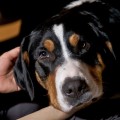 SENNENHUND ROSSII BERTA