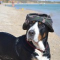 SENNENHUND ROSSII BRETTA SENNENHUND ROSSII BRETTA