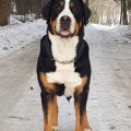 SENNENHUND ROSSII BRUSNIKA SENNENHUND ROSSII BRUSNIKA