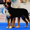 SENNENHUND ROSSII ZHAN TEODOR SENNENHUND ROSSII ZHAN TEODOR