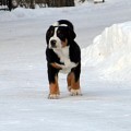 SENNENHUND ROSSII TONIKA MADAMI SENNENHUND ROSSII TONIKA MADAMI