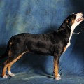 SENNENHUND ROSSII TAMRIEL' SENNENHUND ROSSII TAMRIEL'