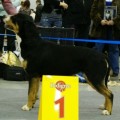 SENNENHUND ROSSII MILASHKA SENNENHUND ROSSII MILASHKA