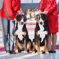 SENNENHUND ROSSII ISTORIYA SENNENHUND ROSSII ISTORIYA