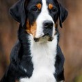 SENNENHUND ROSSII IZABEL' GENRIETA SENNENHUND ROSSII IZABEL' GENRIETA