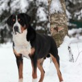 SENNENHUND ROSSII AKELLA SENNENHUND ROSSII AKELLA