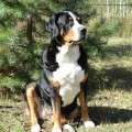 SENNENHUND ROSSII MON AMI MARTA SENNENHUND ROSSII MON AMI MARTA