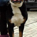 FAVORIT BRAYAN IZ BLAGORODNOGO DOMA FAVORIT BRAYAN IZ BLAGORODNOGO DOMA