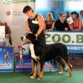 SENNENHUND ROSSII SHERN-HORN SENNENHUND ROSSII SHERN-HORN