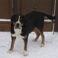 SENNENHUND ROSSII DZHENNI SENNENHUND ROSSII DZHENNI