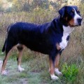 SENNENHUND ROSSII ARIADNA SENNENHUND ROSSII ARIADNA