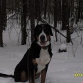 SENNENHUND ROSSII CHAZETTA SENNENHUND ROSSII CHAZETTA