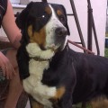 SENNENHUND ROSSII CHERUTTA SENNENHUND ROSSII CHERUTTA