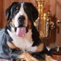 SENNENHUND ROSSII ZHUVER SENNENHUND ROSSII ZHUVER