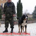 SENNENHUND ROSSII VIKING