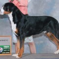 CH MARKEE'S GREEN WITH ENVY