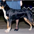 CH MACALPHINES BLACKBERI BRANDI