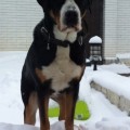 SENNENHUND ROSSII CHEGITTA SENNENHUND ROSSII CHEGITTA