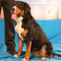 SENNENHUND ROSSII FLORENSIA SENNENHUND ROSSII FLORENSIA