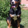 SENNENHUND ROSSII ZHE T'AIME JOLIE SENNENHUND ROSSII ZHE T'AIME JOLIE