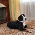 SENNENHUND ROSSII MILAGROSS SENNENHUND ROSSII MILAGROSS