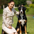 SENNENHUND ROSSII TIFFANI SENNENHUND ROSSII TIFFANI