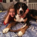SENNENHUND ROSSII TEDERICK ARNO SENNENHUND ROSSII TEDERICK ARNO
