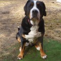 SENNENHUND ROSSII LADUSHKA SENNENHUND ROSSII LADUSHKA