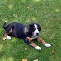 SENNENHUND ROSSII YUDZHIT BLACK STAR SENNENHUND ROSSII YUDZHIT BLACK STAR