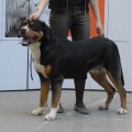 SENNENHUND ROSSII GERTSOG
