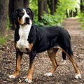 SENNENHUND ROSSII TESEYA SENNENHUND ROSSII TESEYA