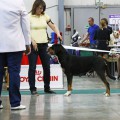 SOZVEZDIE ZENNENHUNDOV NORD SOZVEZDIE ZENNENHUNDOV NORD