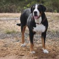 SENNENHUND ROSSII YAVELINA SENNENHUND ROSSII YAVELINA