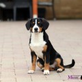 JULISKA MAGIC BERNESE SOZVEZDIE UDACHI JULISKA MAGIC BERNESE SOZVEZDIE UDACHI