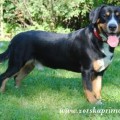 HUNTER VOM BOGENTHAL HUNTER VOM BOGENTHAL