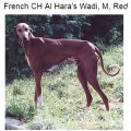 AL HARA'S WADI