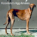 KOSEILATA'S AGG AMAIAS