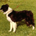 CLUN ROY I