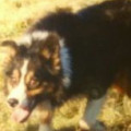 GLEN ISDS 198708