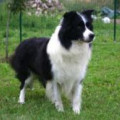 CINDORA DON JOSE AT BEAGOLD