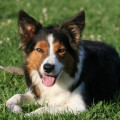 CYOU FROM DOGGONE BORDERS
