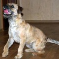 ZIZI ZAZOU OF BRIDDY'S HOME
