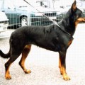 ORKA-GERLIE DES ASSIERS