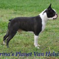 TIRINA'S PLANET VAN HELSING