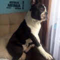 OKKERVIL U TEDDY BOY