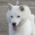 KITAHIME EITO KENSHA
