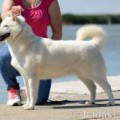ITADAKI NO HATSUHIME GO