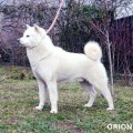 ORION